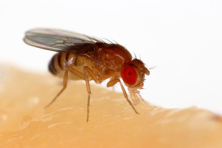 A fruit fly eating banana. (Photo: Sanjay Acharya via Wikimedia Commons.)