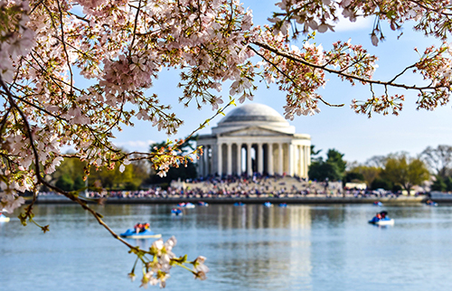Washington.org: Washington Memorial with cherry blossoms in the foreground.