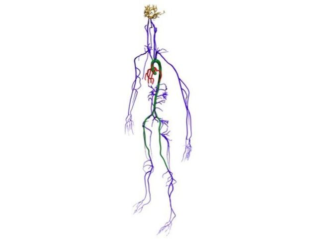 Randles: Circulatory System