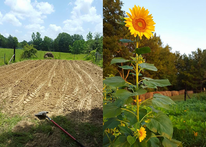 Quentarius Moore's Mississippi garden plot.